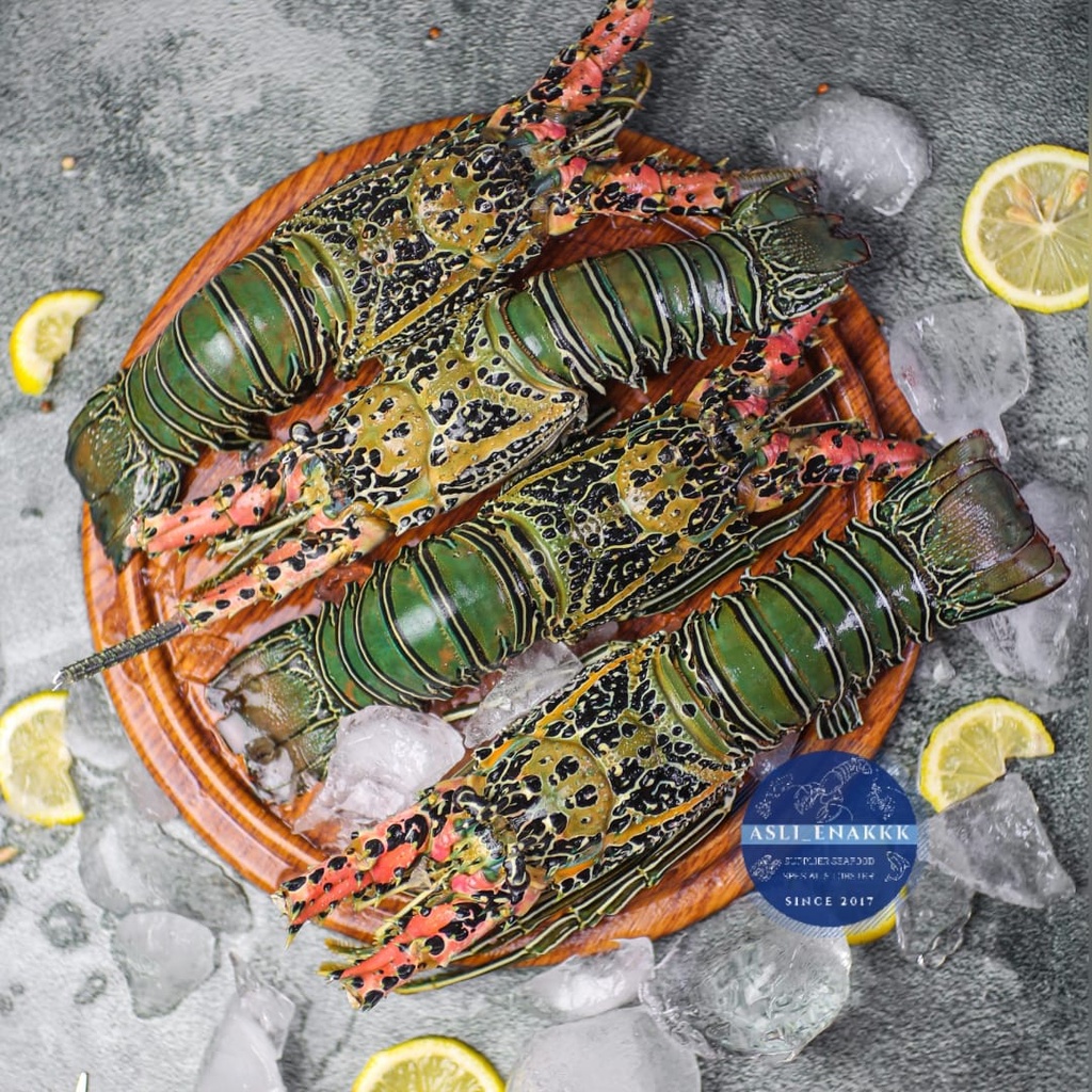 Lobster Amerika